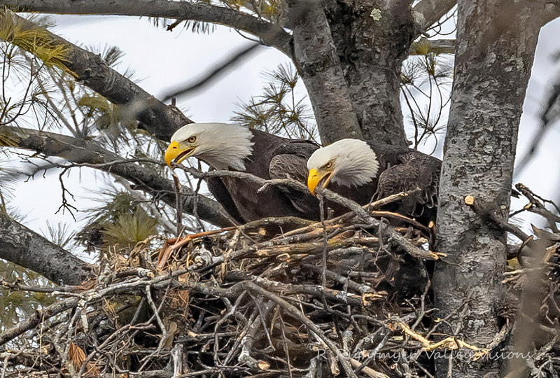Eagles nest-building.  Photos by Robert Rightmeyer.