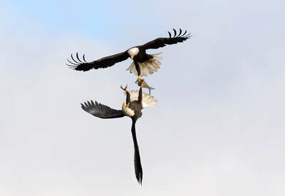 Two eagles fighting over prey.  Photo by Robert Rightmeyer.