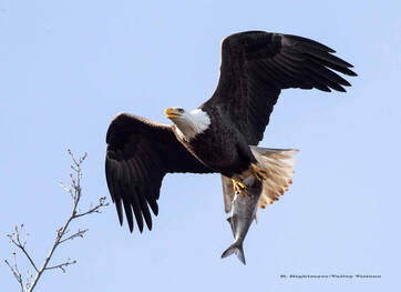 Eagle with fish.  Photo by Robert Righmeyer.
