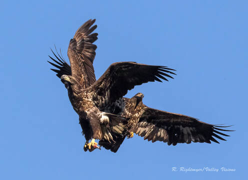 Two immature Bald Eagles fighting over a fish.  Photo by Robert Rightmeyer.