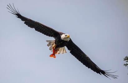 Eagle with fish.  Photo by Robert Rightmeyer.