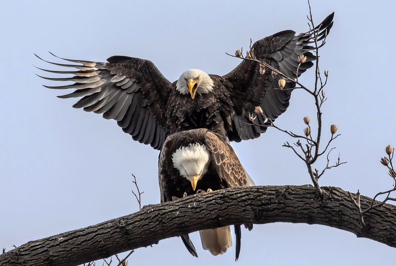 Eagles mating.  Photo by Robert Rightmeyer.