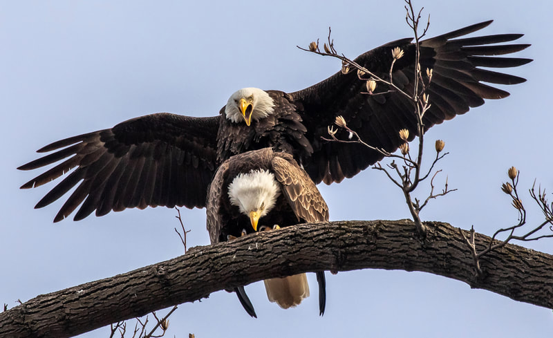 Eagles mating.  Photo by Robert Rightmeyer.