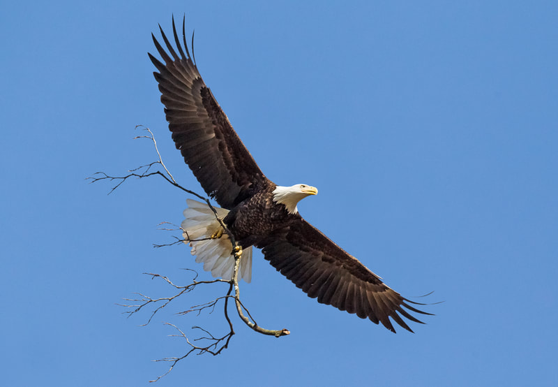 Eagle adding to nest.  Photos by Robert Rightmeyer.