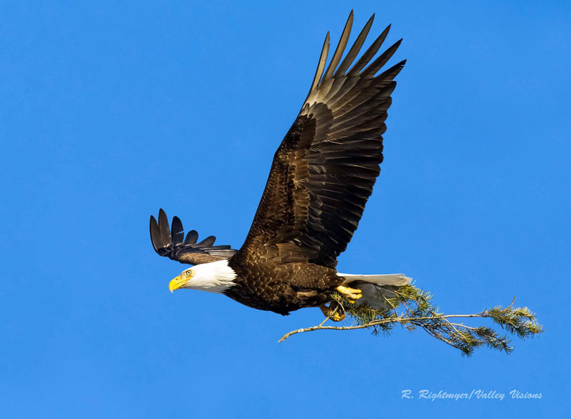 Eagle adding to nest.  Photos by Robert Rightmeyer.